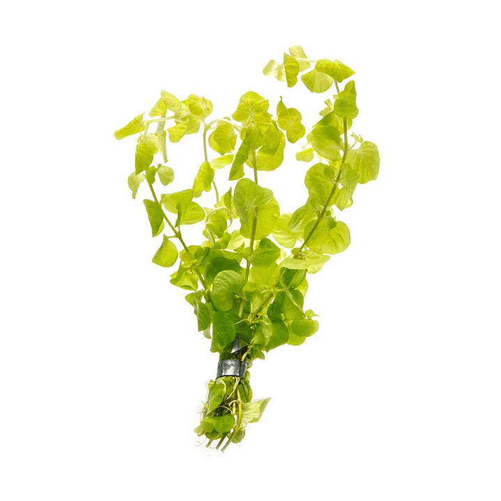 Lysimachia Nummularia Aurea / Jenny rastejante - Ramo 1