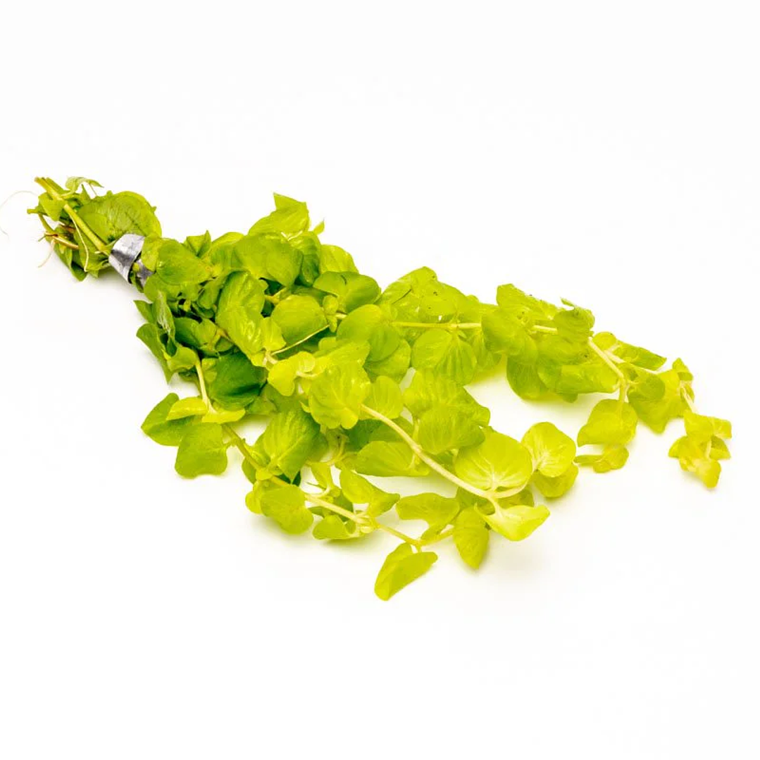 Lysimachia Nummularia Aurea / Jenny rastejante - Ramo 3