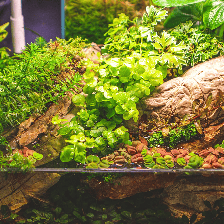 Lysimachia Nummularia Aurea / Jenny rastejante - Ramo 2