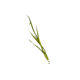 Vallisneria Gigante - Ramo