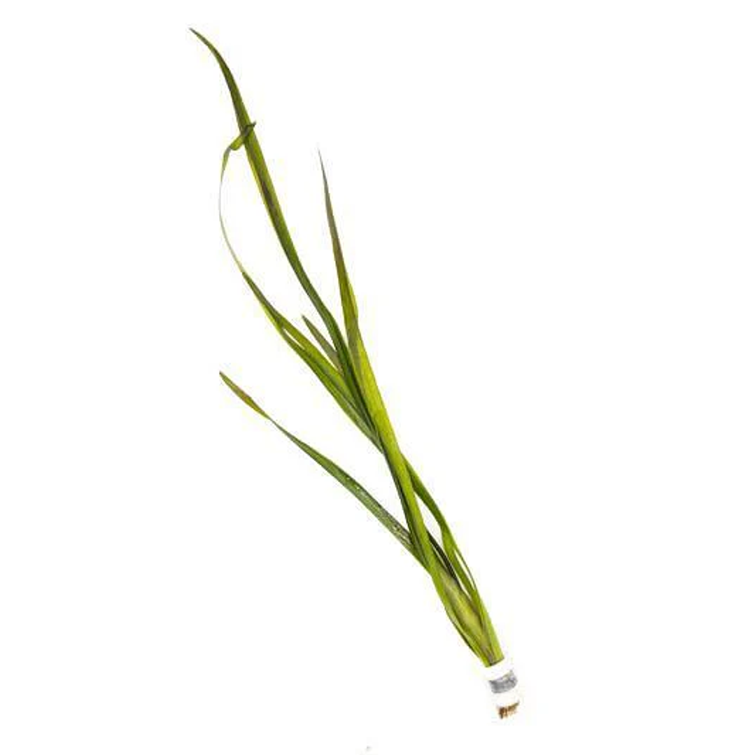 Vallisneria Gigante - Ramo 1