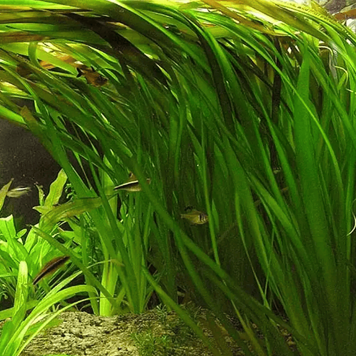 Vallisneria Gigante - Ramo 2