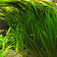 Vallisneria Gigante - Ramo - Thumbnail 2