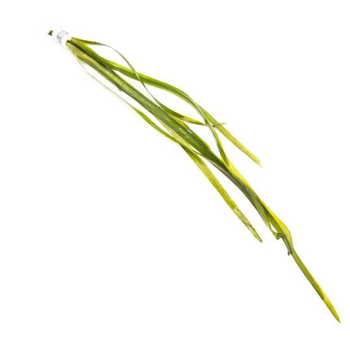 Vallisneria Gigante - Ramo 3