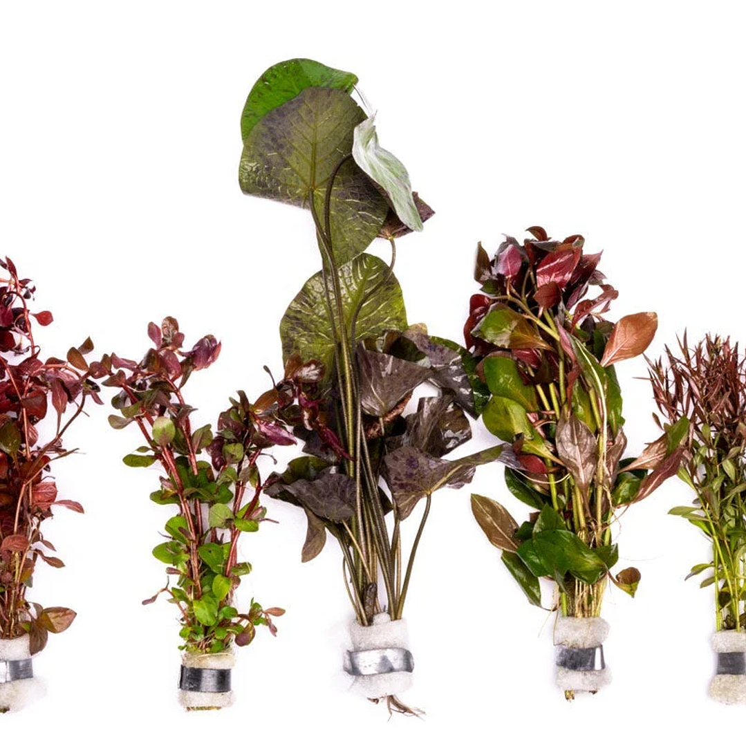 Pack Plantas Vermelhas 2