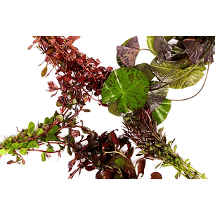 Pack Plantas Vermelhas