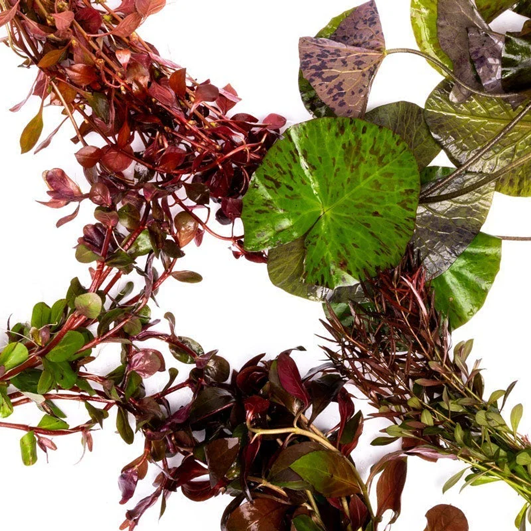 Pack Plantas Vermelhas 1