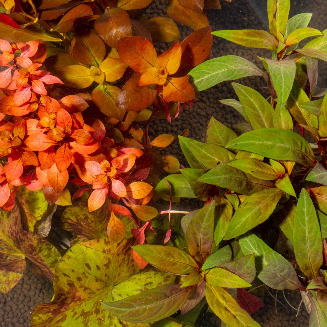 Pack Plantas Vermelhas 3