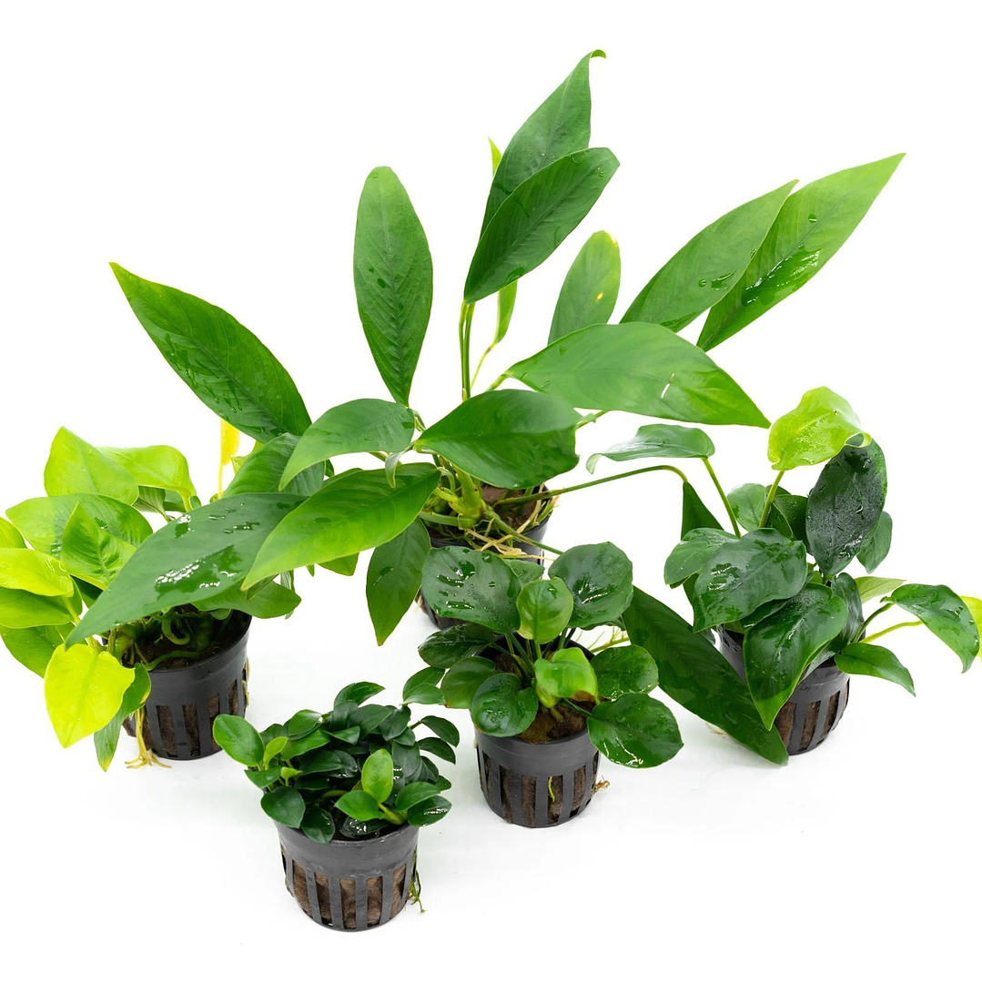 Pack Mudas de Anubias 3