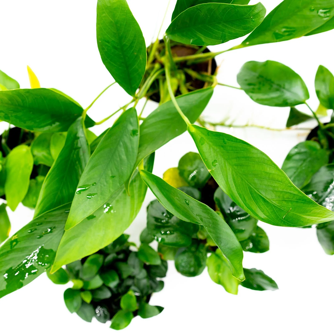 Pack Mudas de Anubias 1