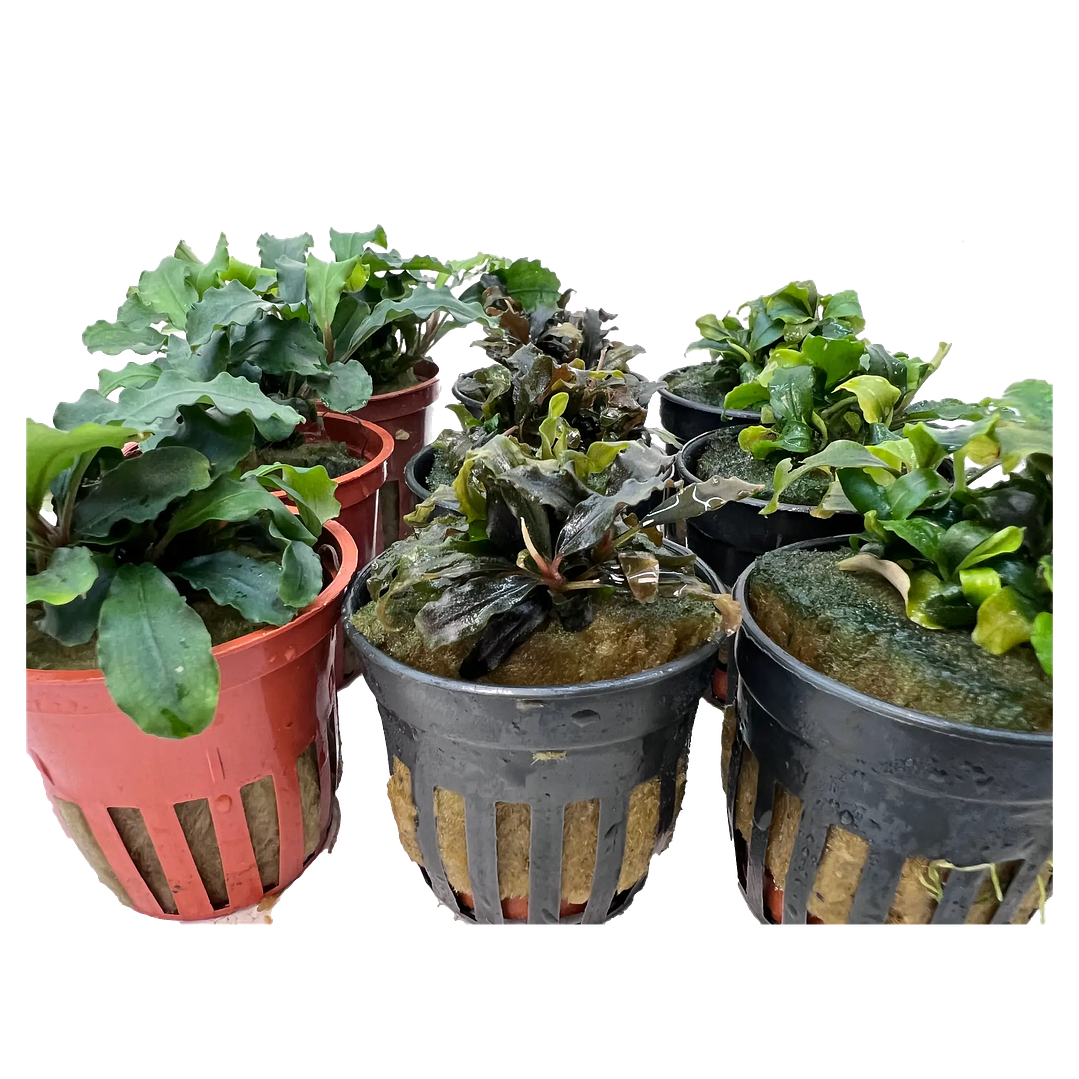 Pack Bucephalandra 2