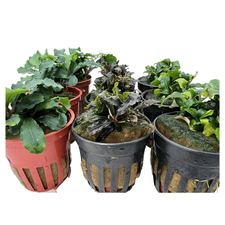 Pack Bucephalandra 2