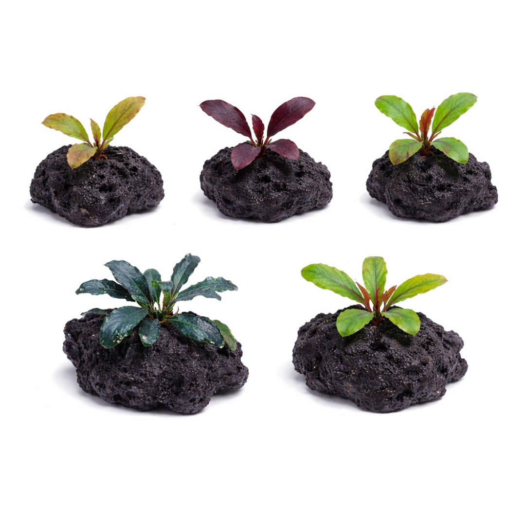 Pack Bucephalandra 1