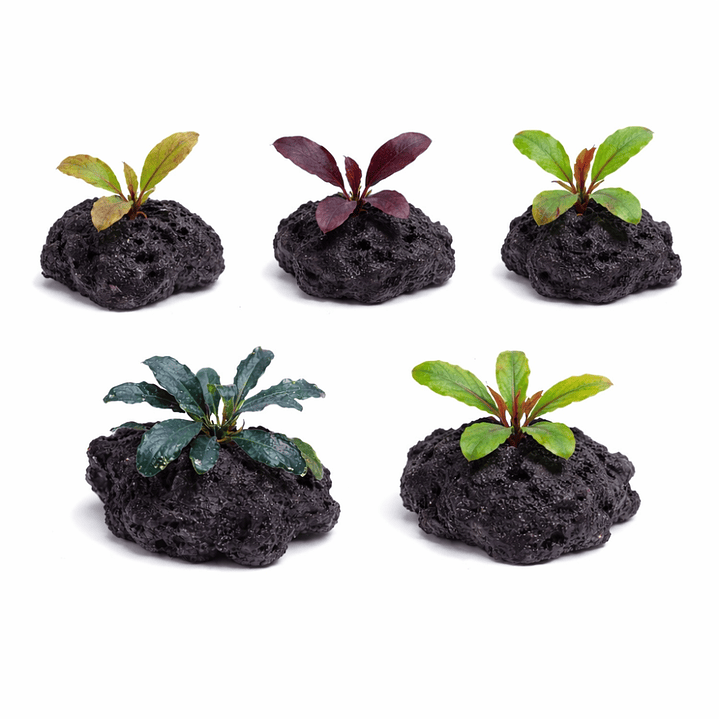 Pack Bucephalandra 1