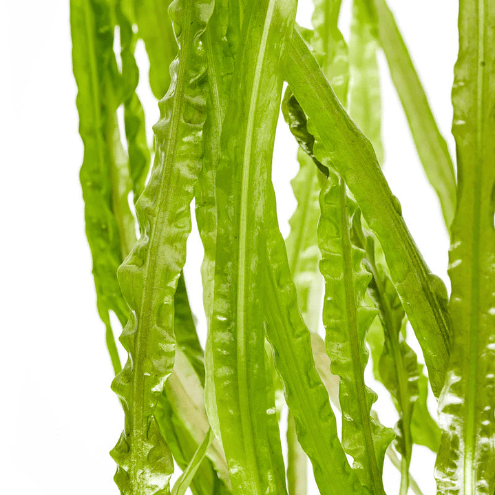 Cryptocoryne Balansae  3