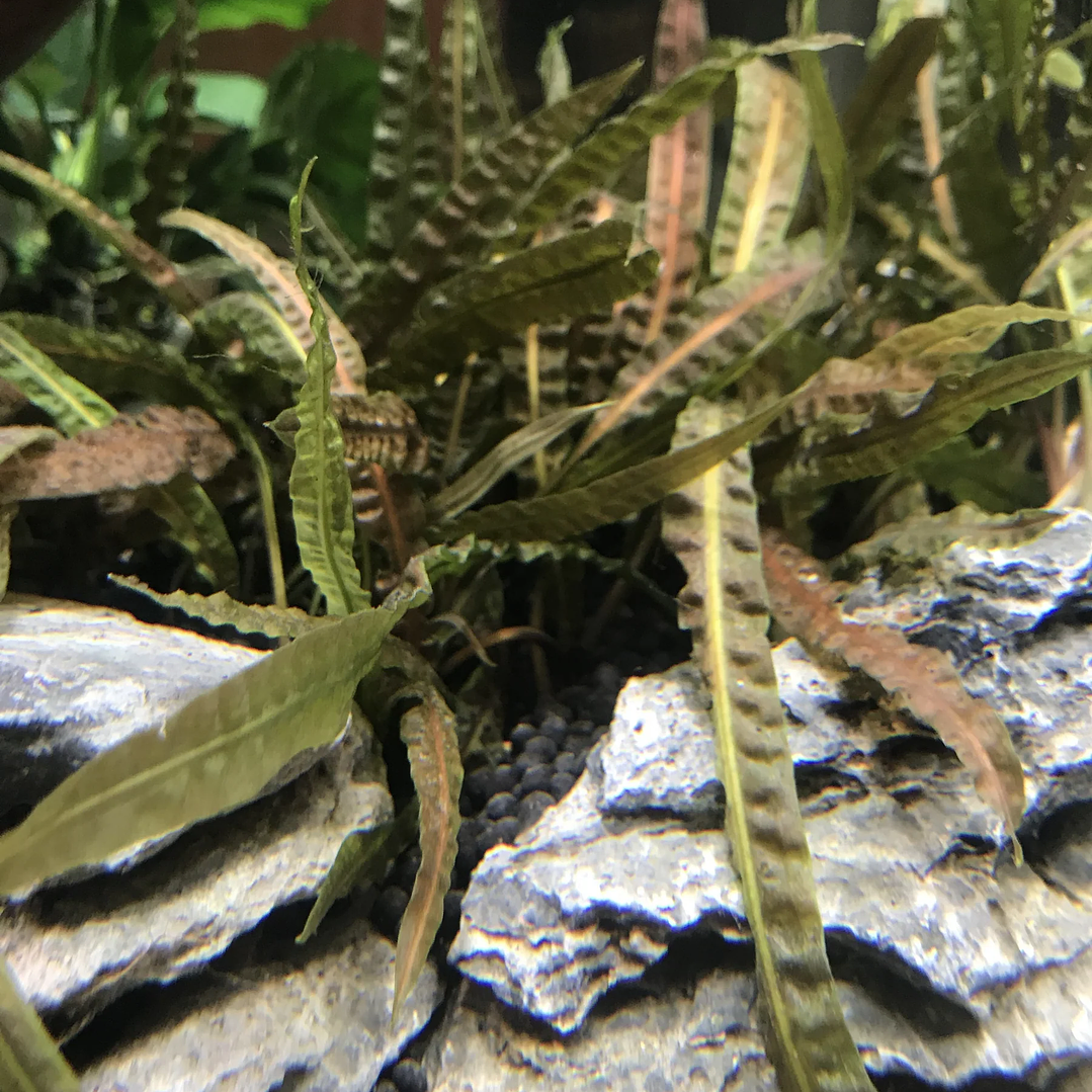 Cryptocoryne Balansae  4