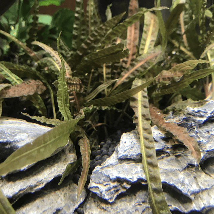 Cryptocoryne Balansae  4