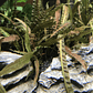 Cryptocoryne Balansae  - thumbnail 4