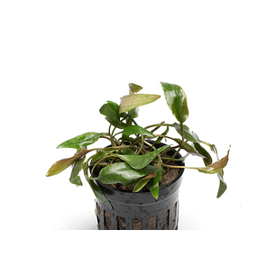 Cryptocoryne Beckettii 