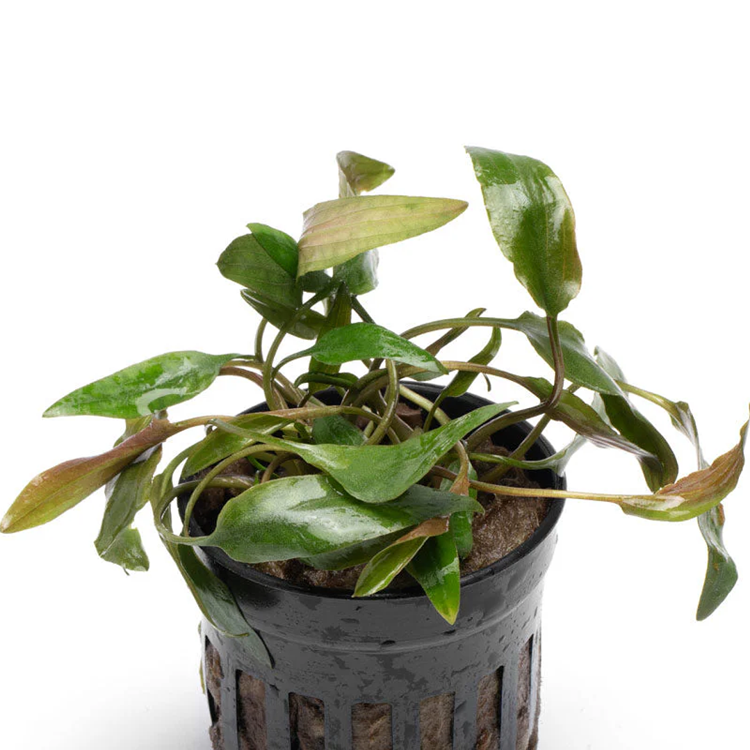 Cryptocoryne Beckettii  1