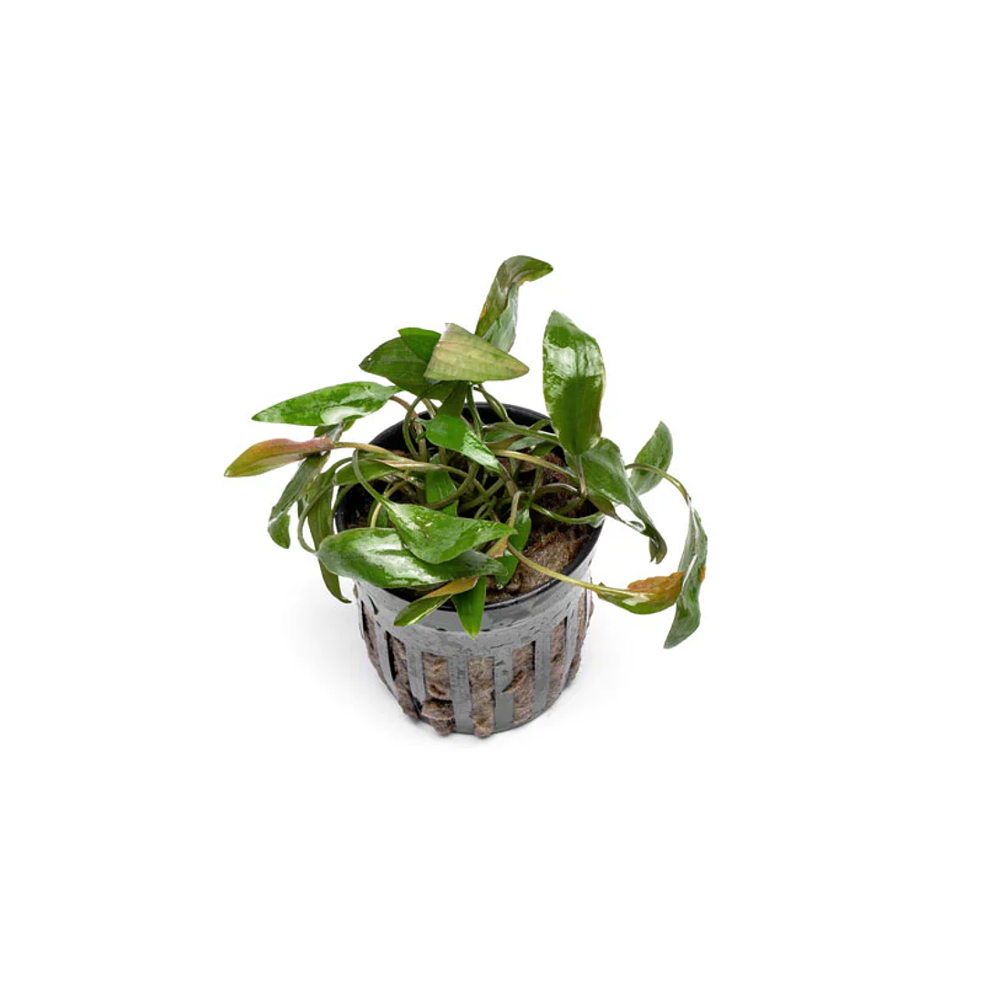 Cryptocoryne Beckettii  3