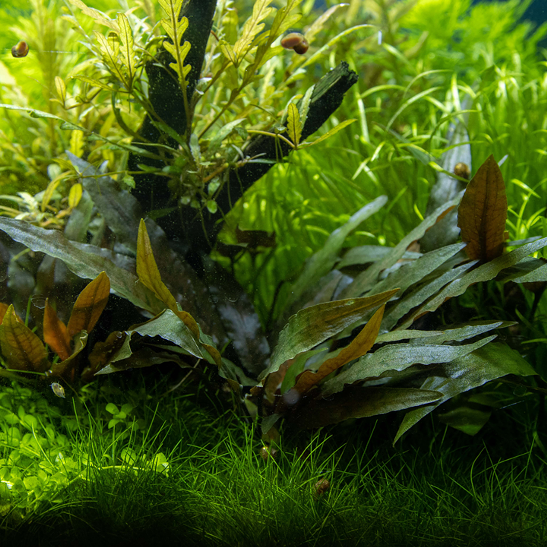 Cryptocoryne Beckettii  2