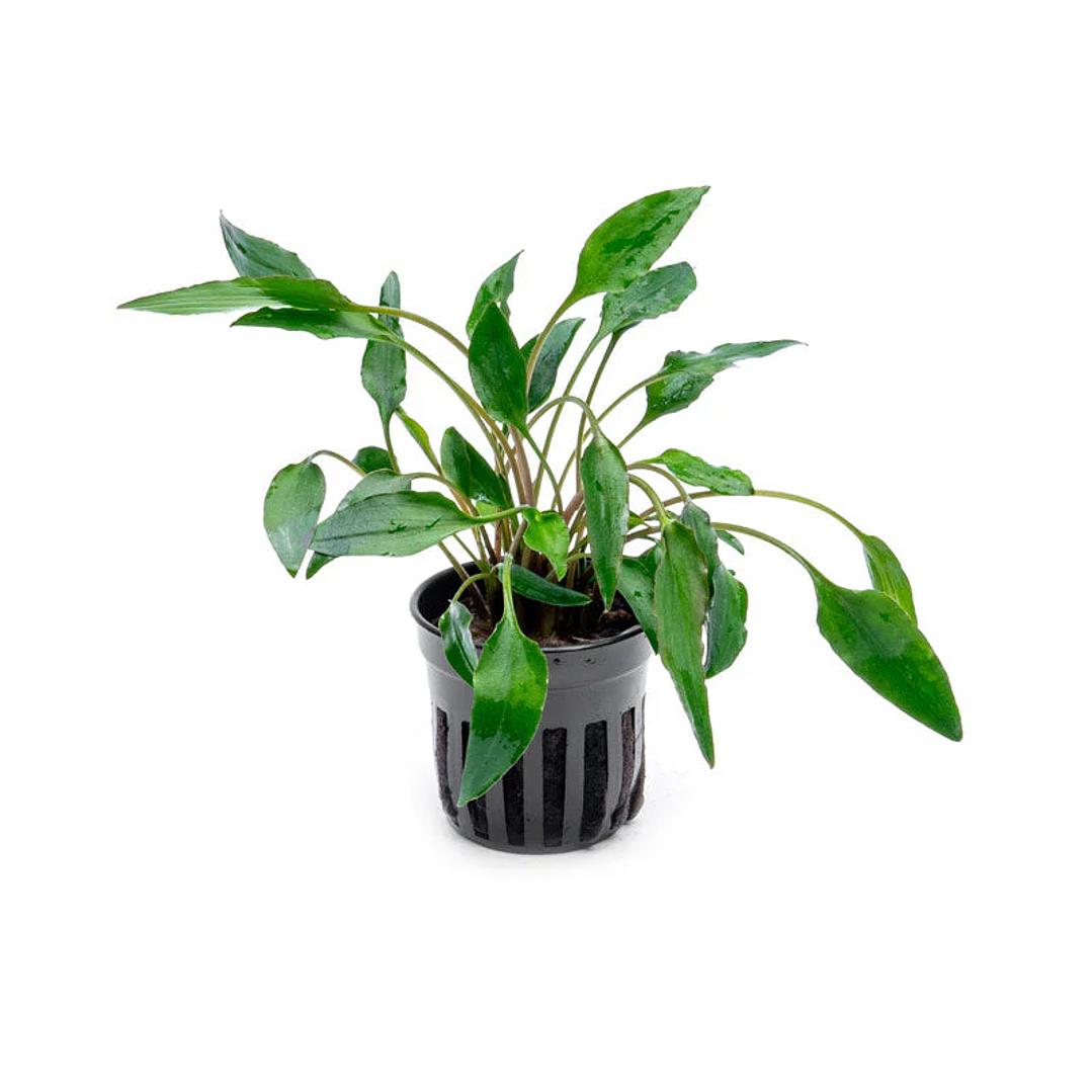 Cryptocoryne Undulata 1