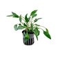 Cryptocoryne Undulata - Thumbnail 1