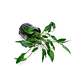 Cryptocoryne Undulata - Thumbnail 3