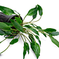 Cryptocoryne Undulata - Thumbnail 4