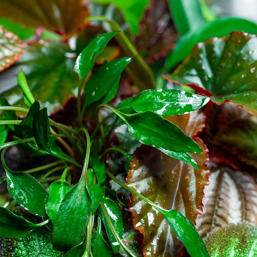 Cryptocoryne Undulata 2