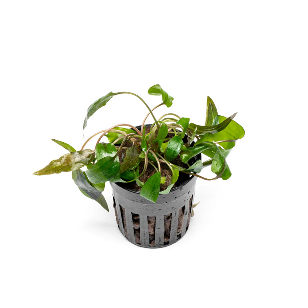 Cryptocoryne 'Tropica' 4