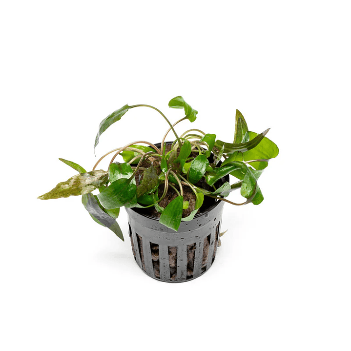 Cryptocoryne 'Tropica' 4