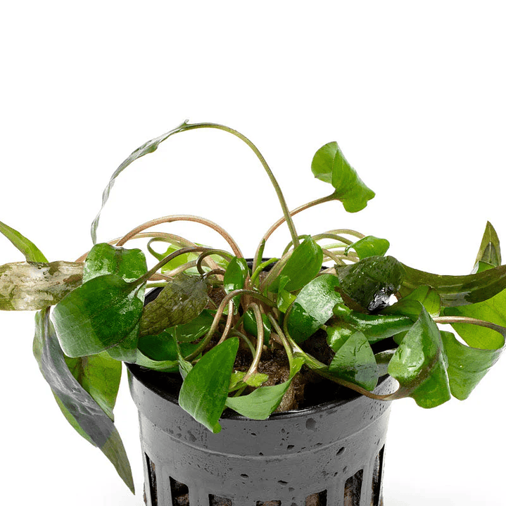 Cryptocoryne 'Tropica' 1