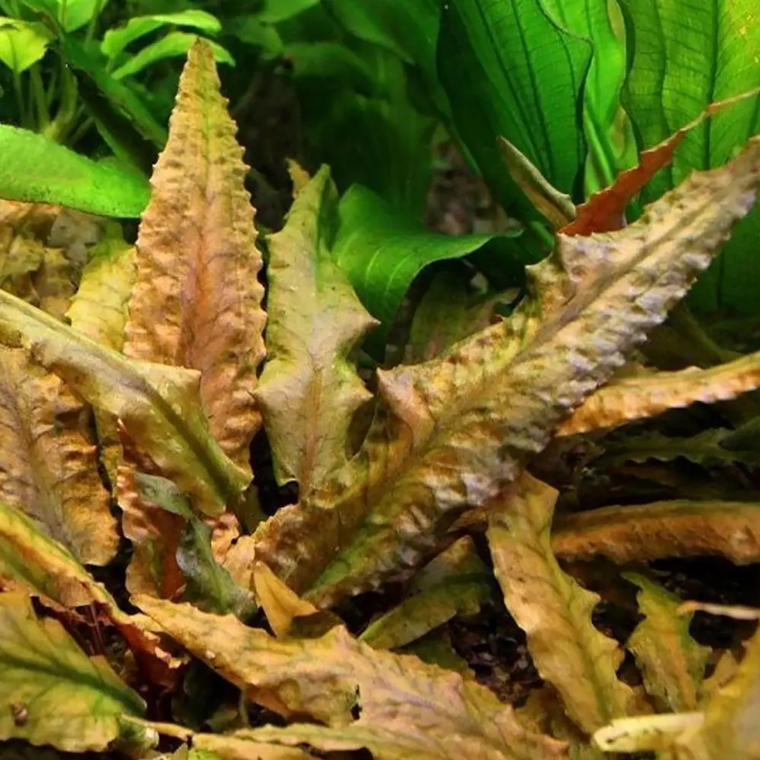 Cryptocoryne 'Tropica' 2