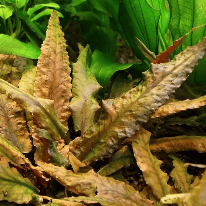 Cryptocoryne 'Tropica' 2