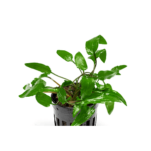 Cryptocoryne Wendtii Verde