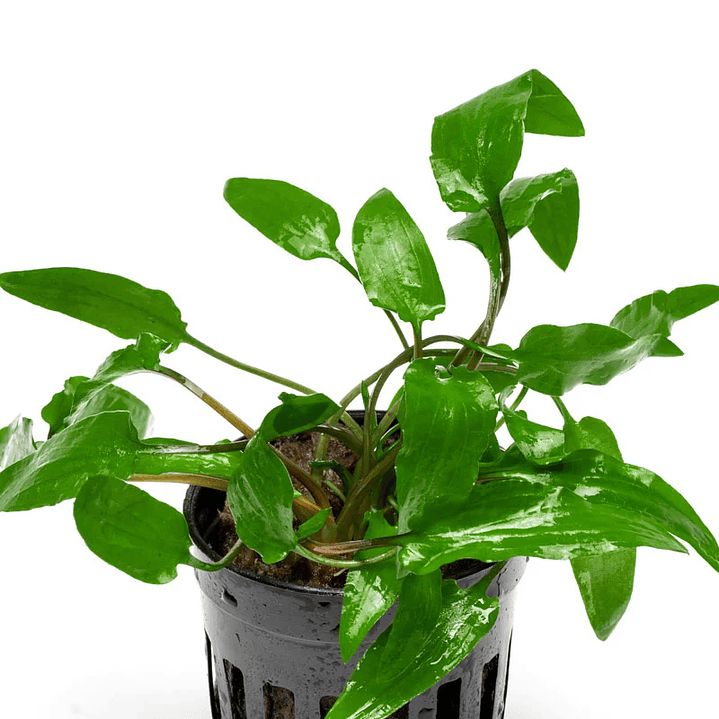 Cryptocoryne Wendtii Verde 1