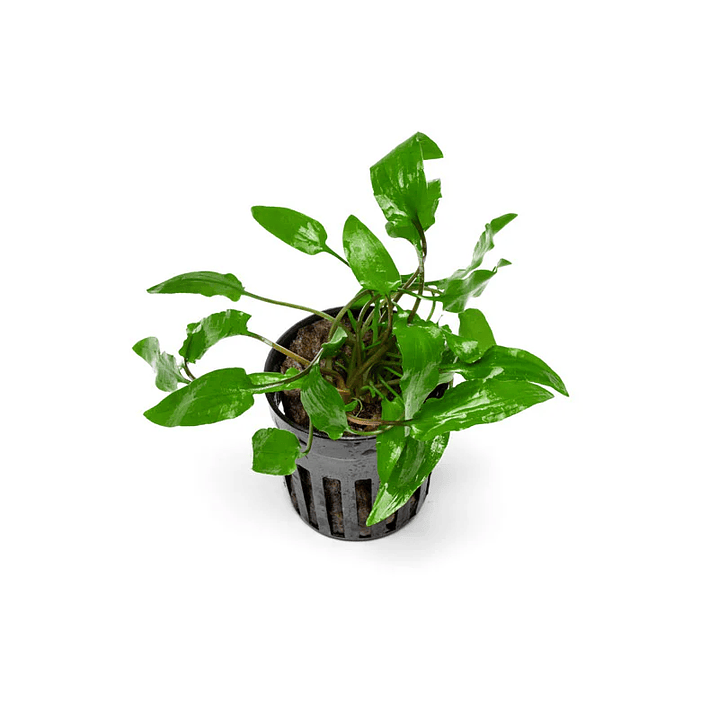 Cryptocoryne Wendtii Verde 3