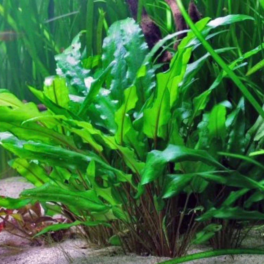 Cryptocoryne Wendtii Verde 2