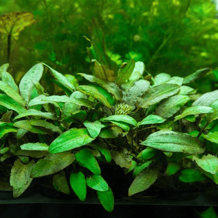 Cryptocoryne Wendtii Brown 2