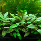 Cryptocoryne Wendtii Brown - Thumbnail 2
