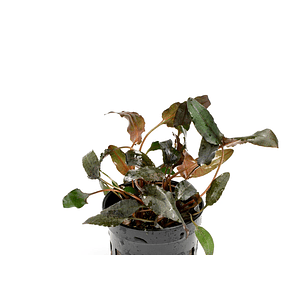 Cryptocoryne Wendtii Brown