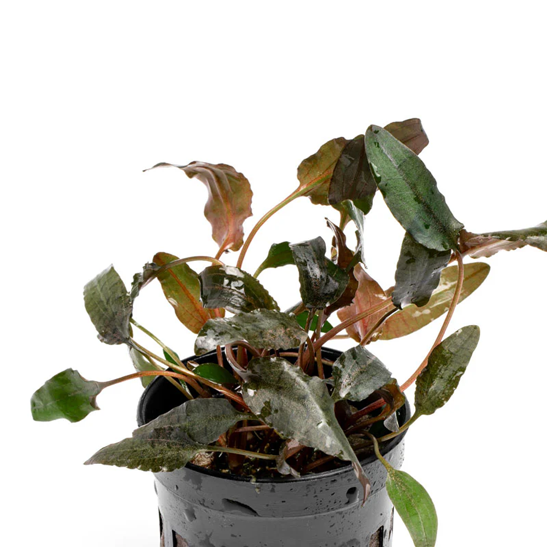 Cryptocoryne Wendtii Brown 1