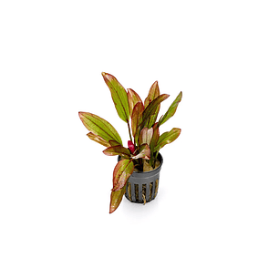 Echinodorus Devils Eye