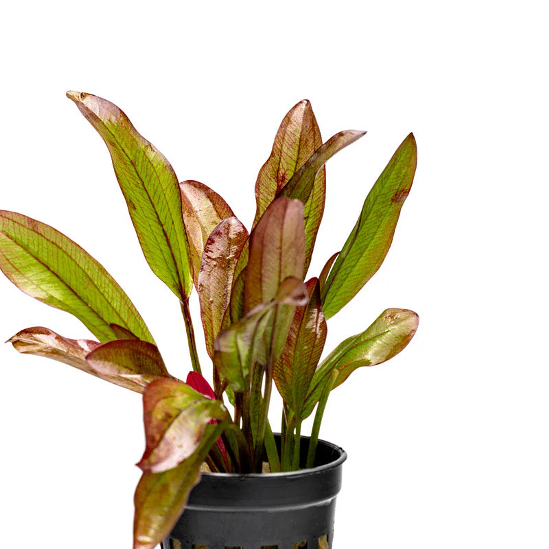 Echinodorus Devils Eye 3