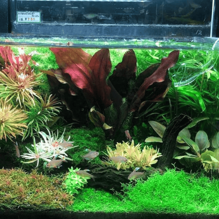 Echinodorus Devils Eye 2