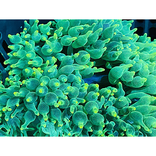 Anemona Bubble Entacmaea Quadricolor Green L