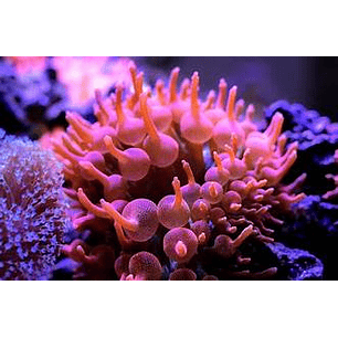 Anemona Bubble Red Entacmaea Quadricolor