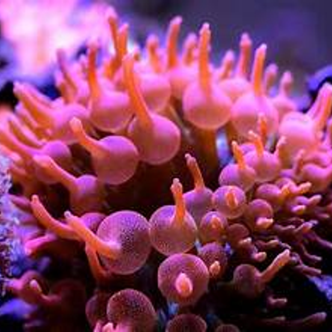 Anemona Bubble Red Entacmaea Quadricolor 1